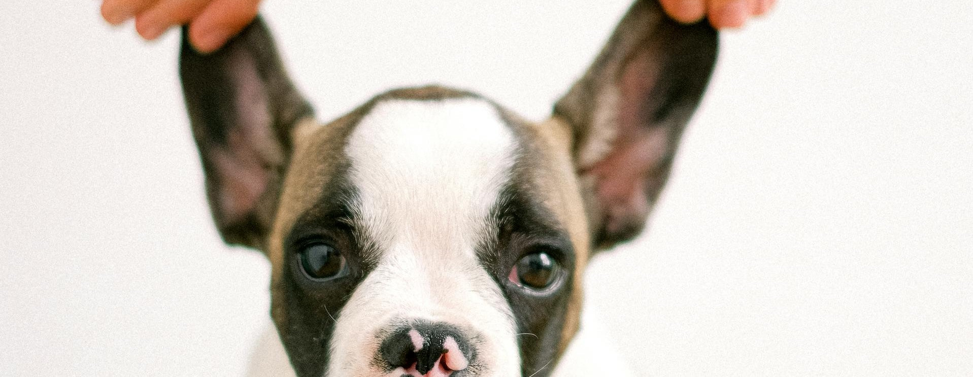 Coping And Managing Tinnitus Tips, Information And Advice Loop Earplugs